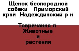 Щенок беспородной собаки - Приморский край, Надеждинский р-н, Тавричанка п. Животные и растения » Отдам бесплатно   